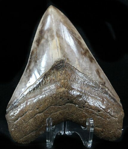 Megalodon Tooth - St Mary's River, Georgia #32852